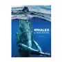 Whales & dolphins Amber Sklep on-line