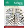 Anatomia Sobotta Flashcards Kości Stawy I Więzadła Sklep on-line