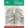 Anatomia Sobotta Flashcards Kości stawy i więzadła. Polskie mianownictwo anatomiczne - Brauer Lars - książka Sklep on-line