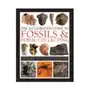 Anness publishing Fossils & fossil collecting, the illustrated guide to Sklep on-line