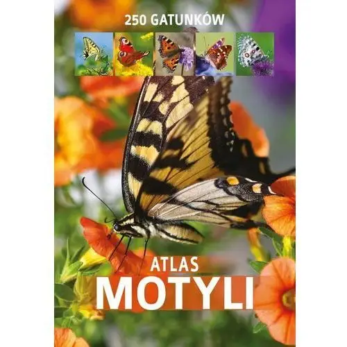 Atlas motyli