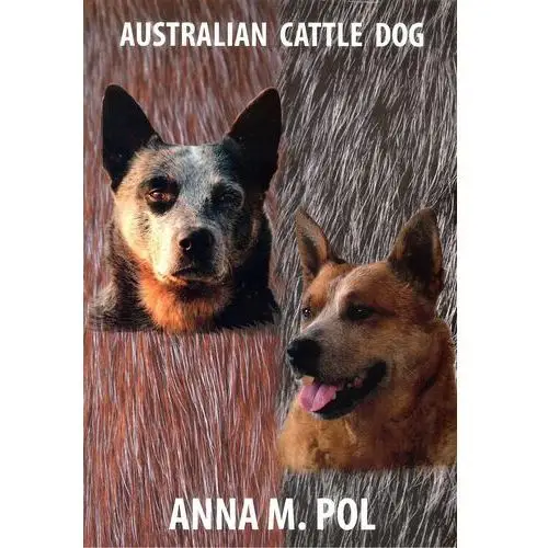 Australian Cattle Dog