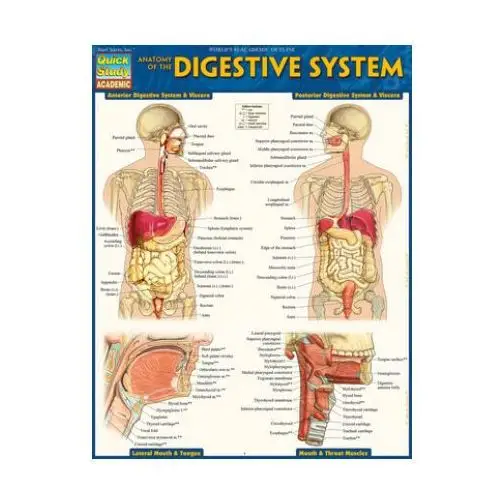 Barcharts inc Anatomy of the digestive system: quickstudy laminated reference guide