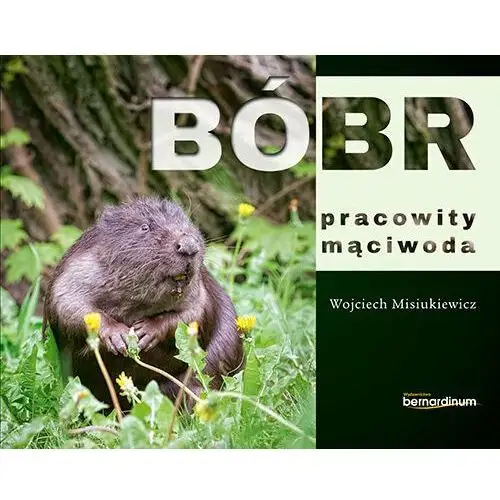 Bóbr. pracowity mąciwoda Bernardinum 2