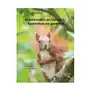 Eichhörnchen im garten 4 / squirrels in my garden 4 Books on demand Sklep on-line