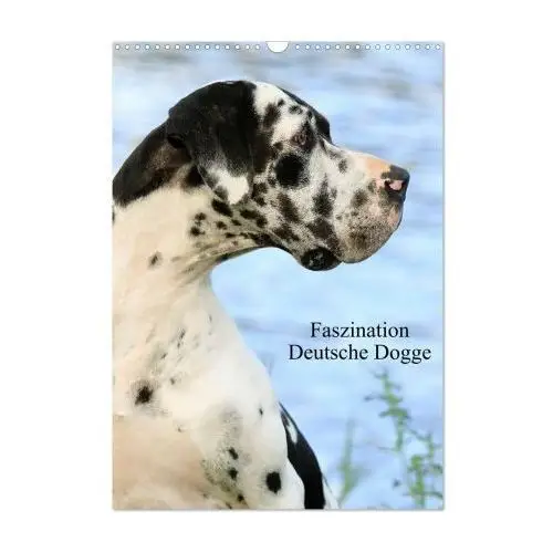 Faszination deutsche dogge (wandkalender 2024 din a3 hoch), monatskalender Calvendo