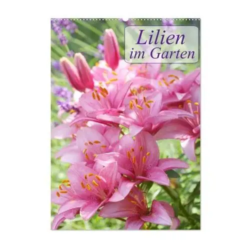 Lilien im Garten (Wandkalender 2024 DIN A2 hoch), CALVENDO Monatskalender
