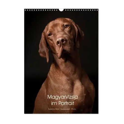 Magyar vizsla im portrait (wandkalender 2024 din a3 hoch), monatskalender Calvendo