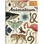 Animalium muzeum zwierząt - jenny broom. katie scott Dwie siostry Sklep on-line