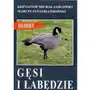 Gęsi i łabędzie Sklep on-line