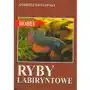 Egros Ryby labiryntowe Sklep on-line