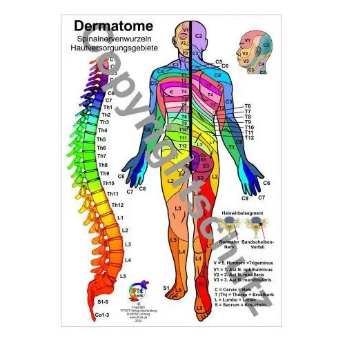 Dermatome - Spinalnervenwurzeln Hautversorgungsgebiete