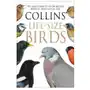 Collins life-size birds Harpercollins publishers Sklep on-line