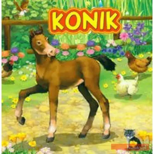 Konik Jafi