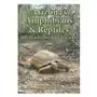 Arizona's amphibians & reptiles Jcm natural history Sklep on-line