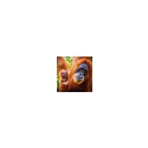 Karnet kwadrat z kopertą Sumatran Orangutan and Ba