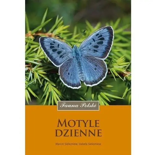 Motyle dzienne