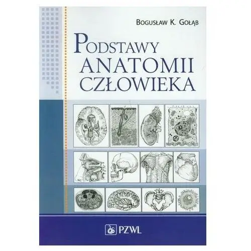 Podstawy anatomii człowieka - Bogusław Gołąb