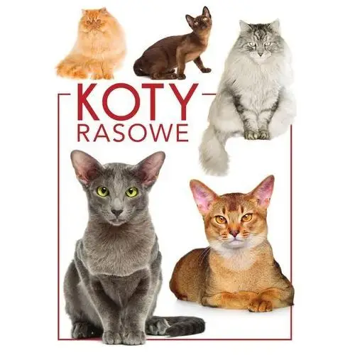 Koty rasowe