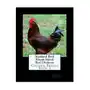 Standard bred rhode island red chickens Createspace independent publishing platform Sklep on-line